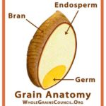 Grain-Anatomy