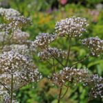 Have-You-Heard-of-Valerian-Root-Heres-How-to-Use-It